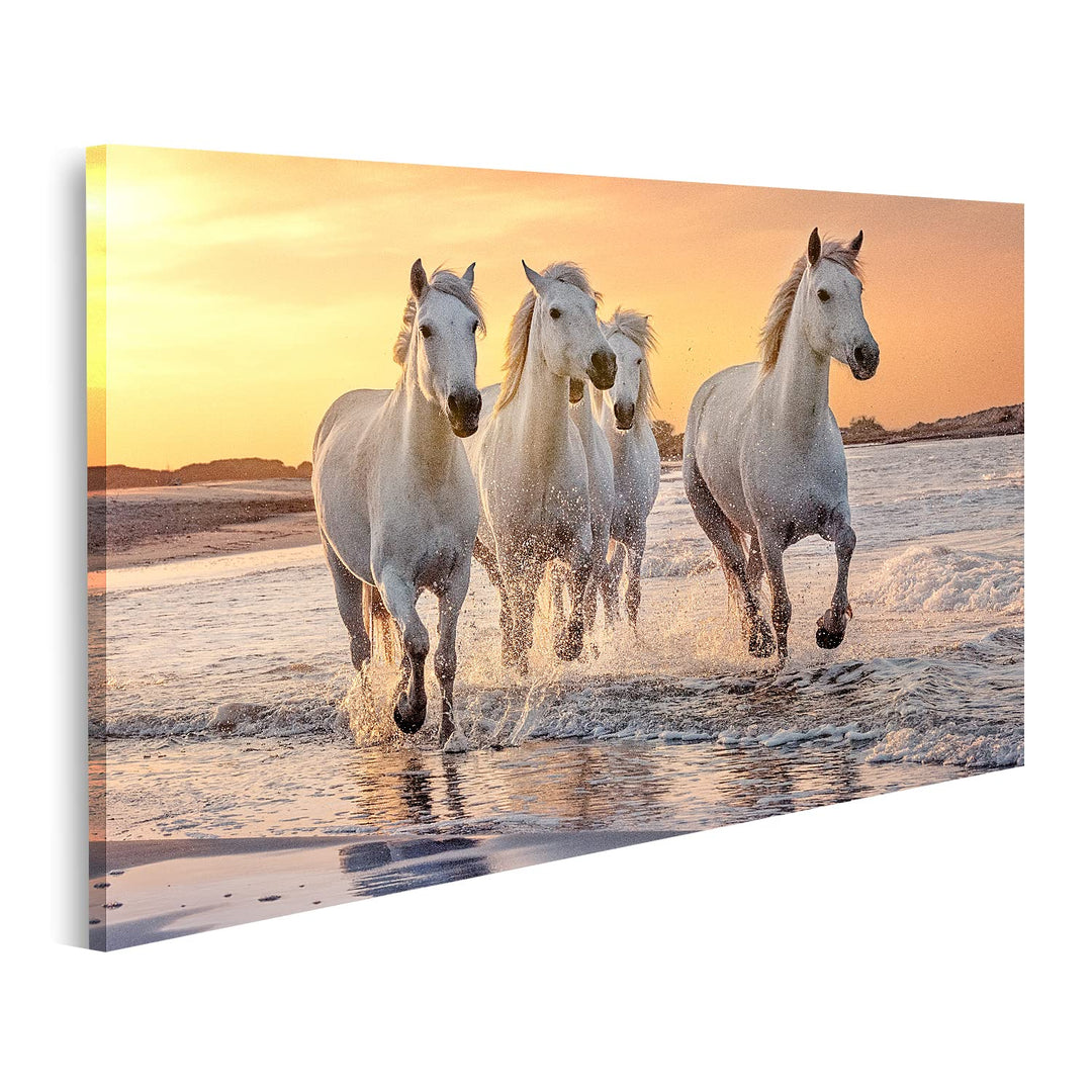islandburner Bild auf Leinwand Weisse Pferde Camargue Frankreich Galoppierendes Wasser Über Dem Meer