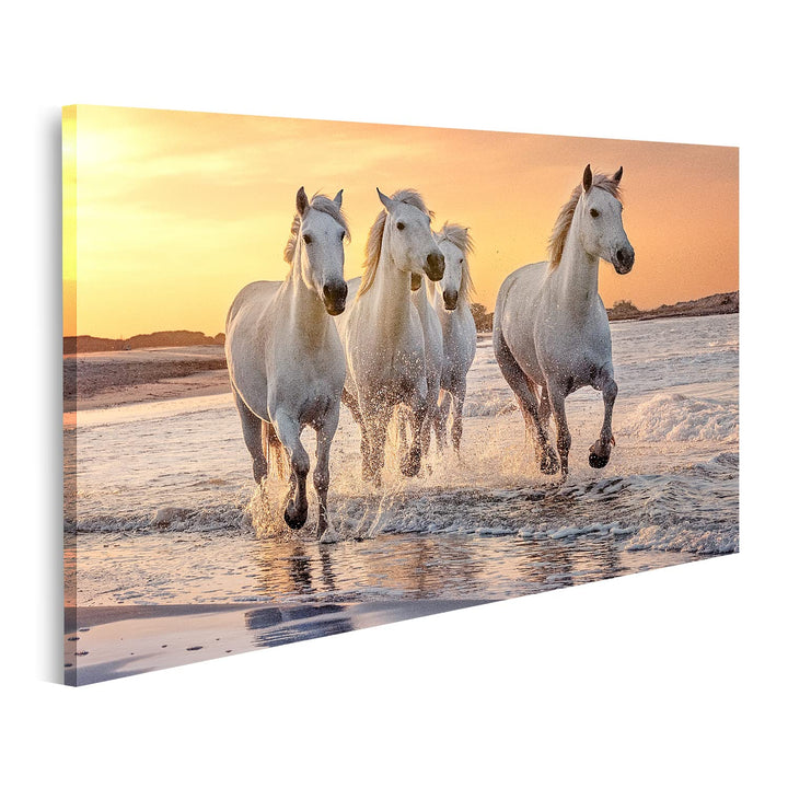 islandburner Bild auf Leinwand Weisse Pferde Camargue Frankreich Galoppierendes Wasser Über Dem Meer