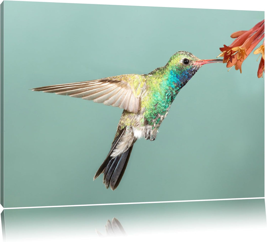 Pixxprint Bunter Kolibri Format: 100x70 auf Leinwand, XXL riesige Bilder fertig gerahmt mit Keilrahm