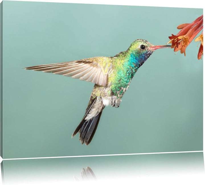 Pixxprint Bunter Kolibri Format: 100x70 auf Leinwand, XXL riesige Bilder fertig gerahmt mit Keilrahm