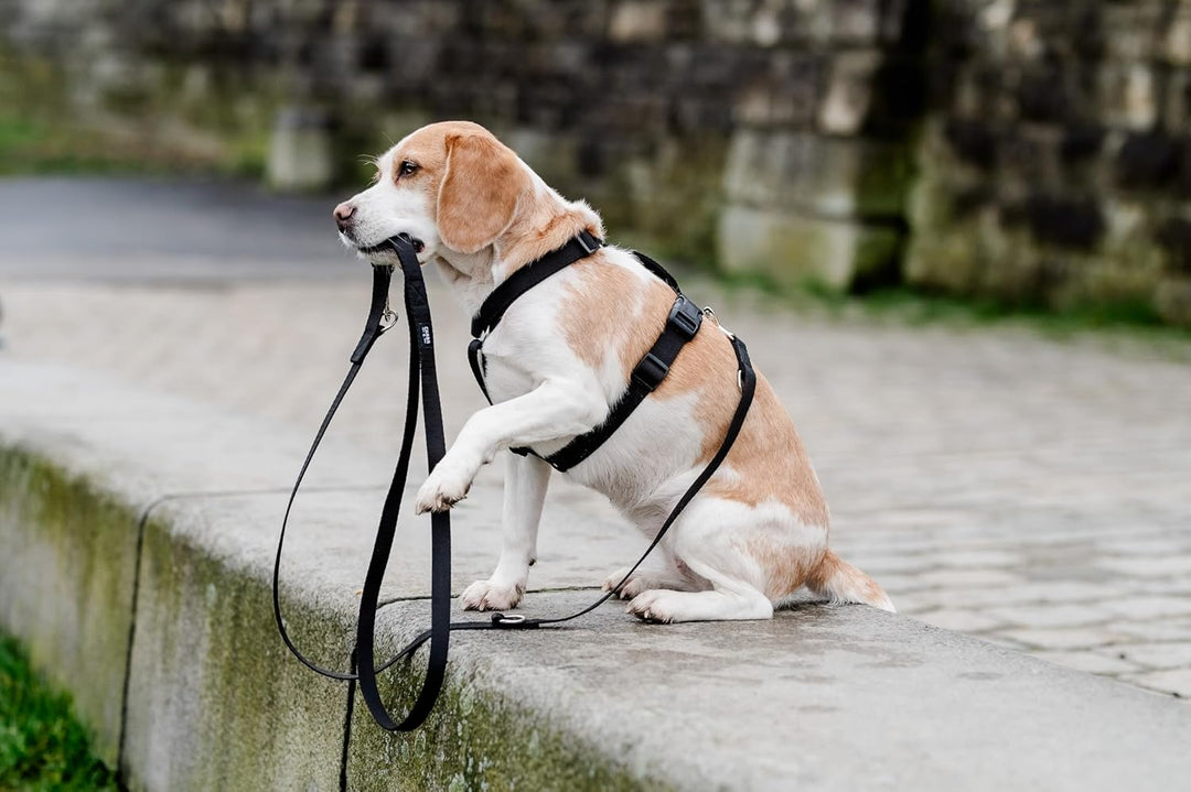 Chaba Guard Hundegeschirr für kleine Hunde mit Kontrolle, Anti-Zug & Würgen, Einstellbar, Bequem und
