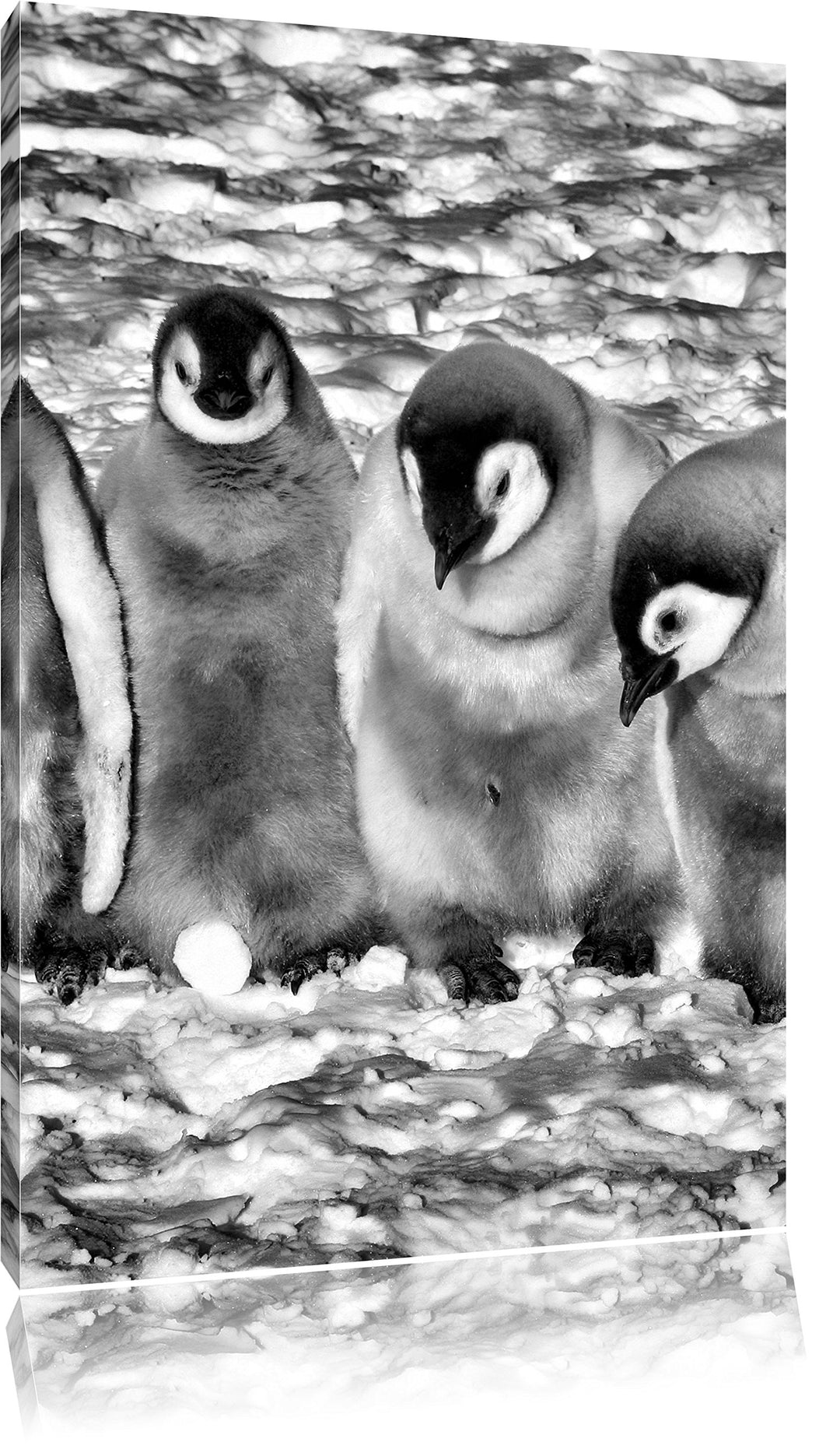 Pixxprint Monocrome, Vier niedliche Kaiserpinguin-Küken, Format: 100x70 auf Leinwand, XXL riesige Bi