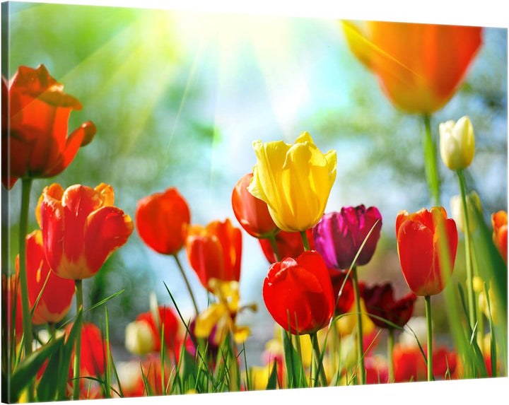 ge Bildet Bild auf Leinwand | Frühlings Tulpen in 120x80 cm als Wandbild XXL | Wand-deko Dekoration