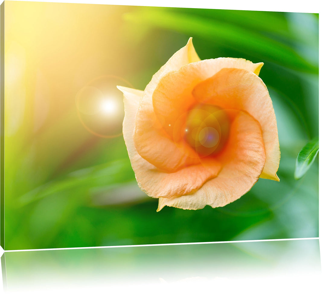 Pixxprint orange Blume im Sonnenlicht / 100x70cm Leinwandbild bespannt auf Holzrahmen/Wandbild Kunst