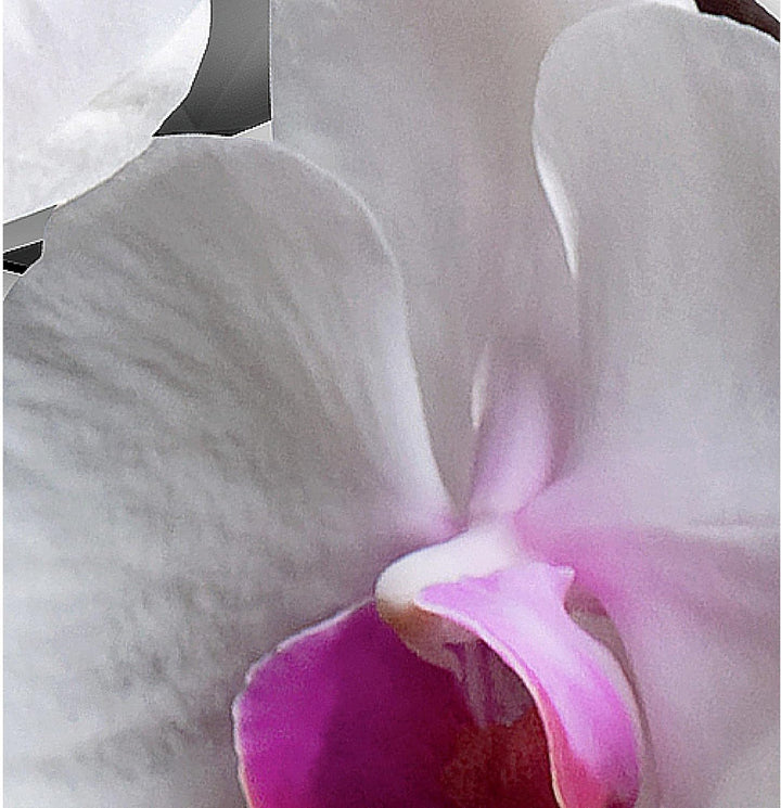 Runa Art Wandbilder Blumen Orchidee 5 Teilig Bild auf Vlies Leinwand Deko Wohnzimmer Abstrakt Grau V