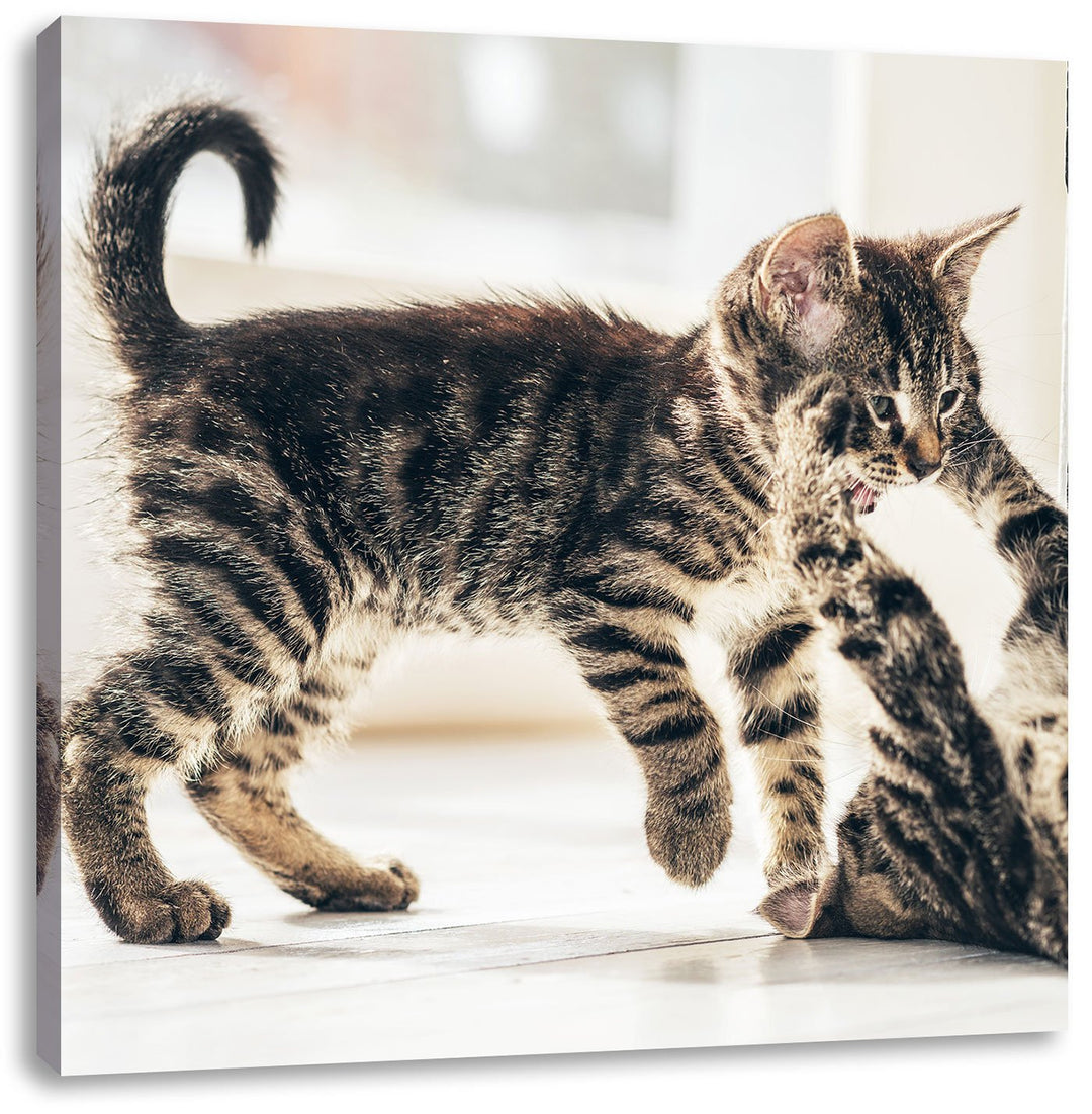 Fighting Cats, Format: 70x70 auf Leinwand, XXL riesige Bilder fertig gerahmt mit Keilrahmen, Kunstdr