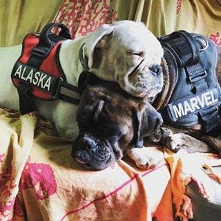 Julius-K9 IDC Powerharness für Hunde, mit zwei kostenlosen individuellen Patches, Rot, Grösse 0 M/Si
