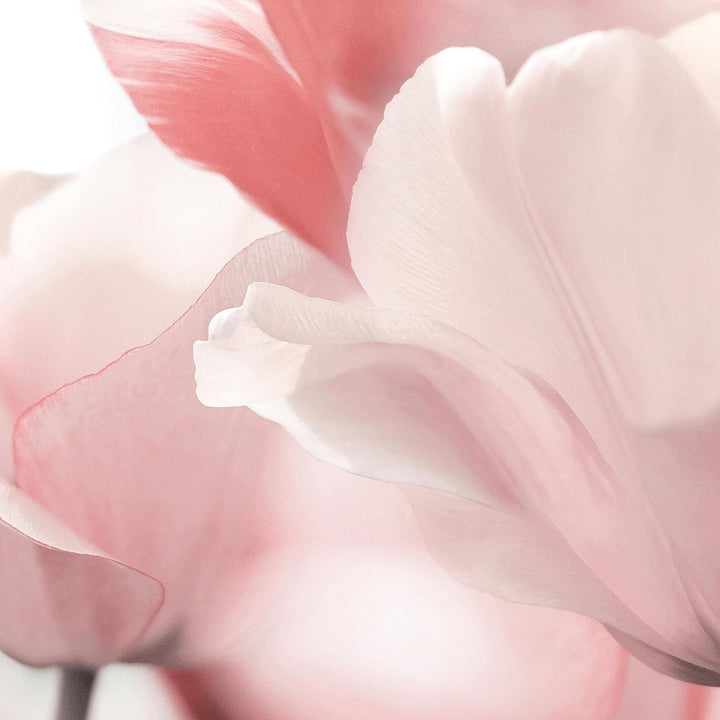 Runa Art Bild Blumen Tulpen Wandbilder auf Vlies Leinwand 5 Teilig Wanddekoration Wohnzimmer Schlafz