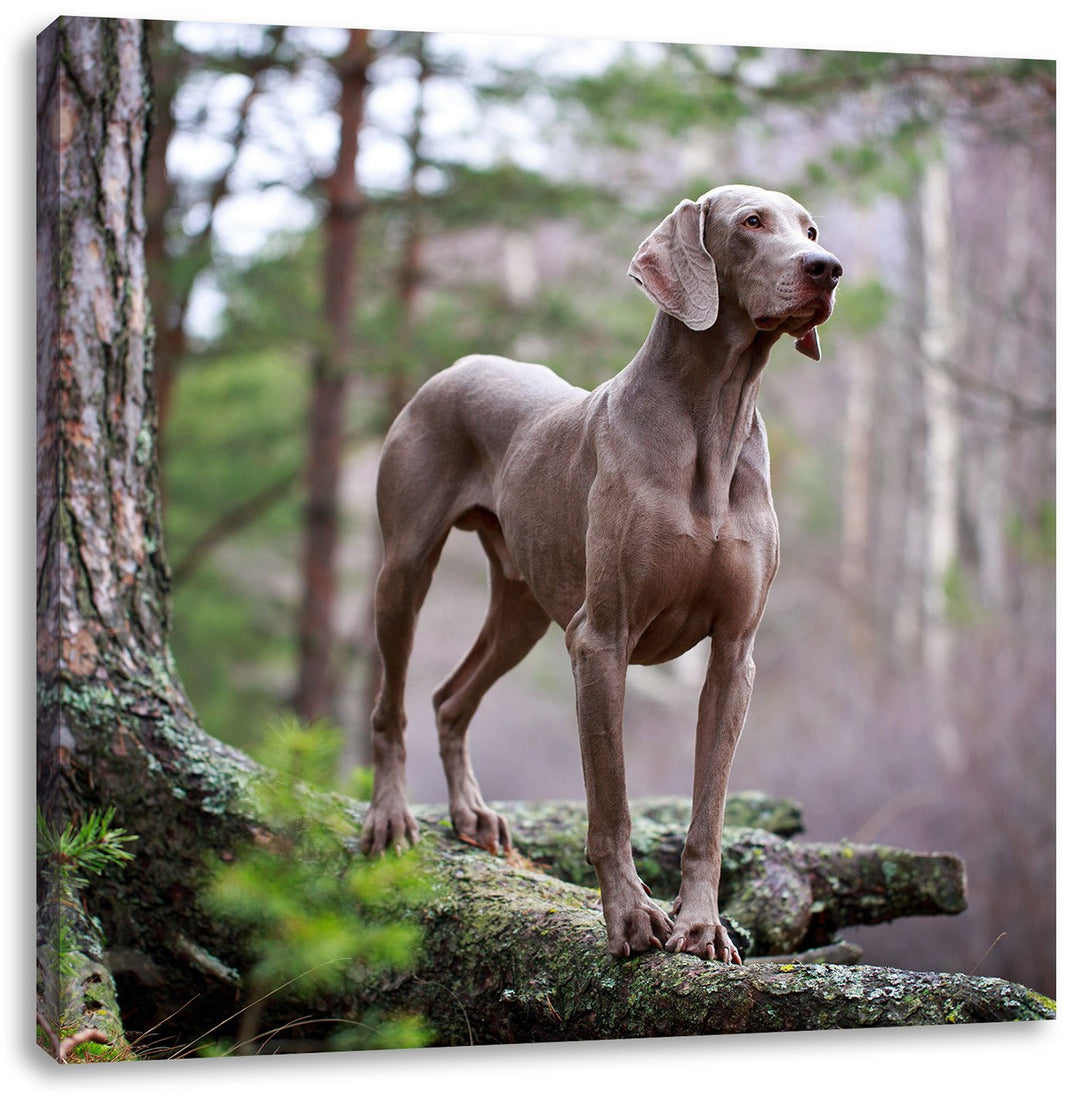 Edler Weimaraner im Wald, Format: 70x70 auf Leinwand, XXL riesige Bilder fertig gerahmt mit Keilrahm