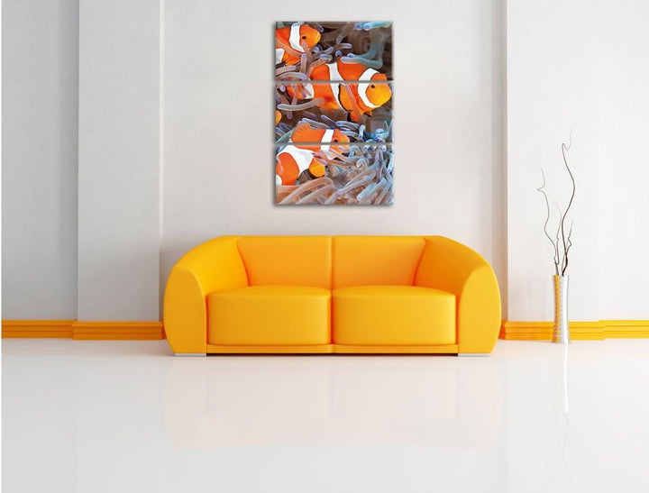 Pixxprint Clown Fische in Anemone als Leinwandbild | Grösse: 3 Teilig (120x80) | Wandbild| Kunstdruc