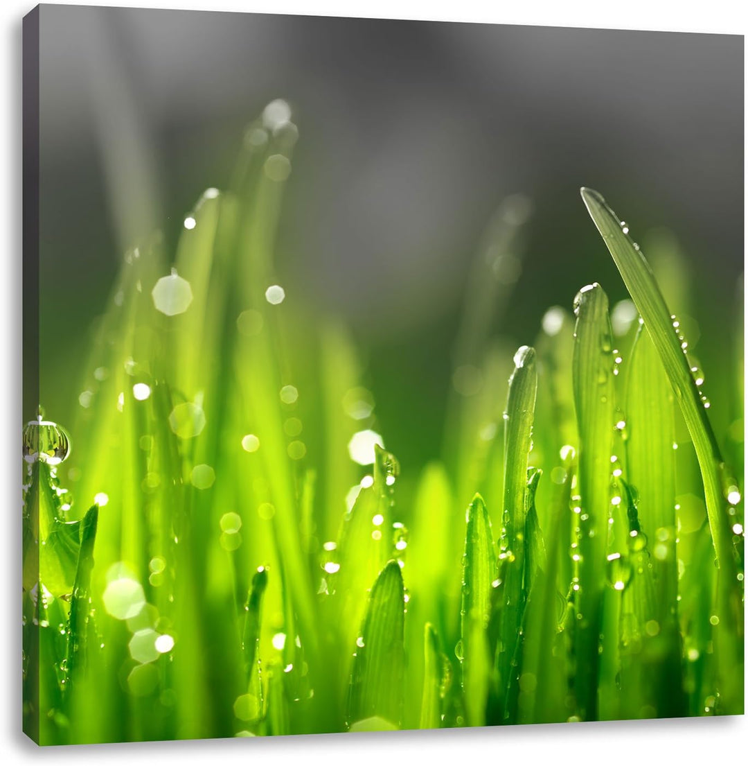 Pixxprint Grashalme mit Tauwasser als Leinwandbild Quadratisch | Grösse: 70x70 | Wandbild| Kunstdruc