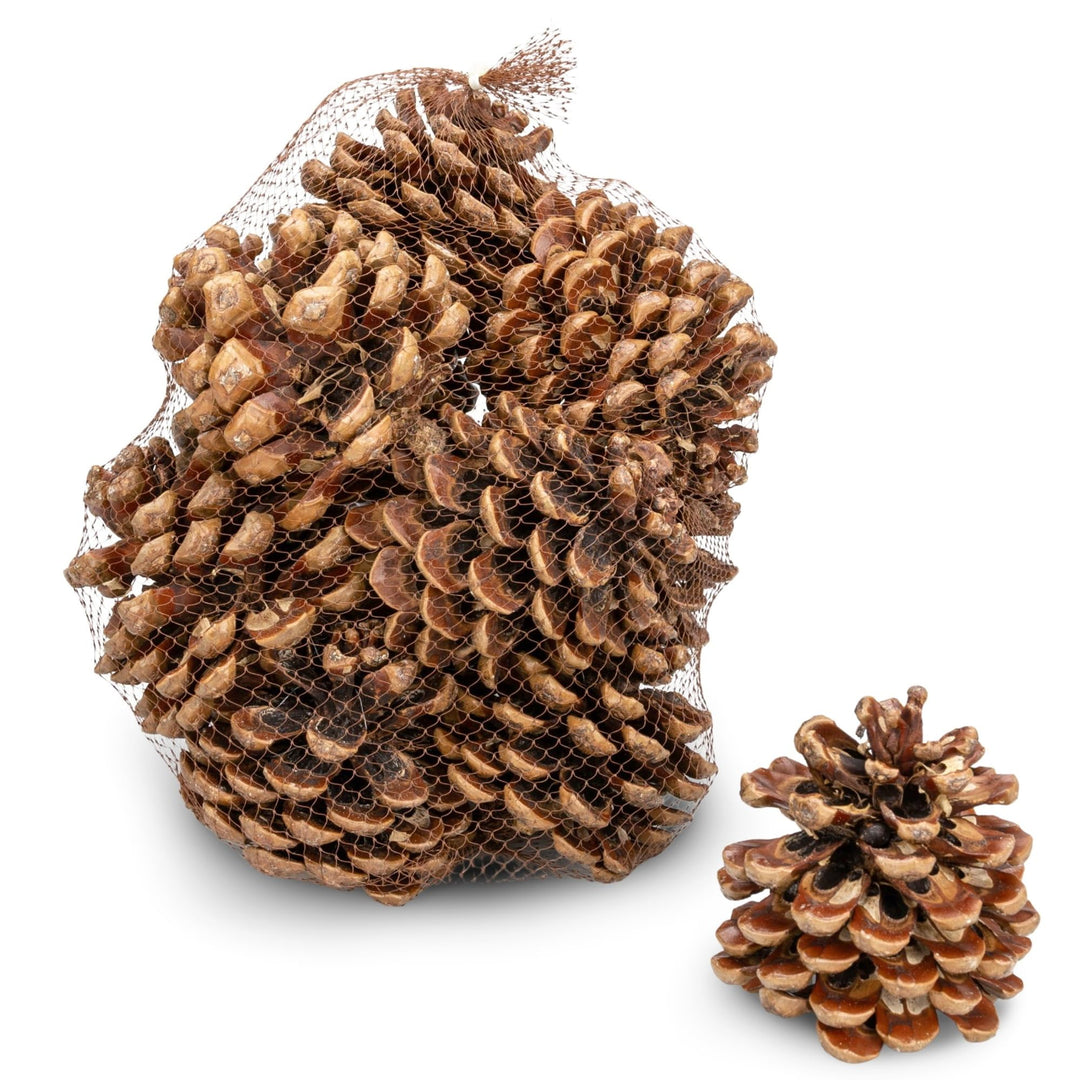 NaDeco Grosse Pinienzapfen Grösse 12-14cm, 10 STK. | Pinus pinea | Pinien Zapfen | Tannenzapfen | Ki