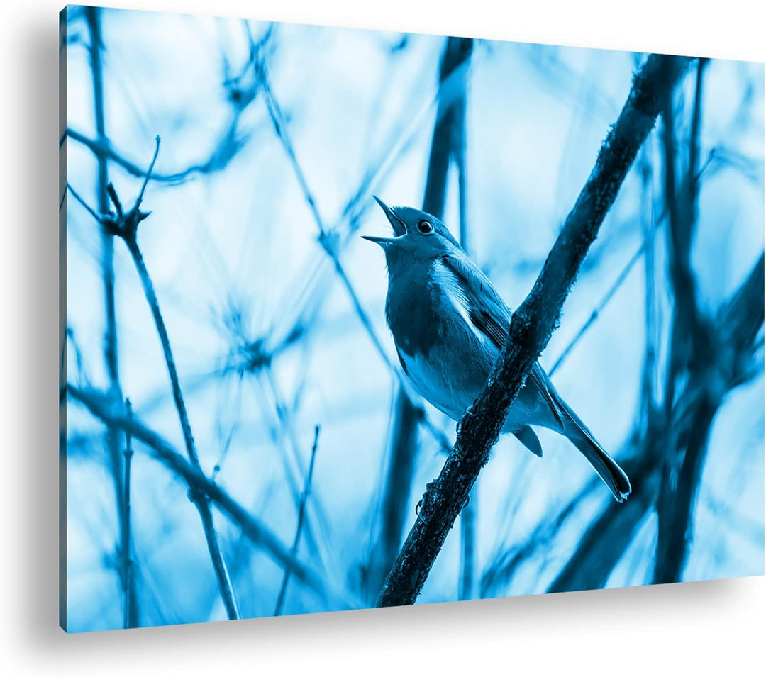 deyoli singendes Rotkehlchen Format: 80x60 Effekt: Monocrome Blau als Leinwandbild, Motiv fertig ger