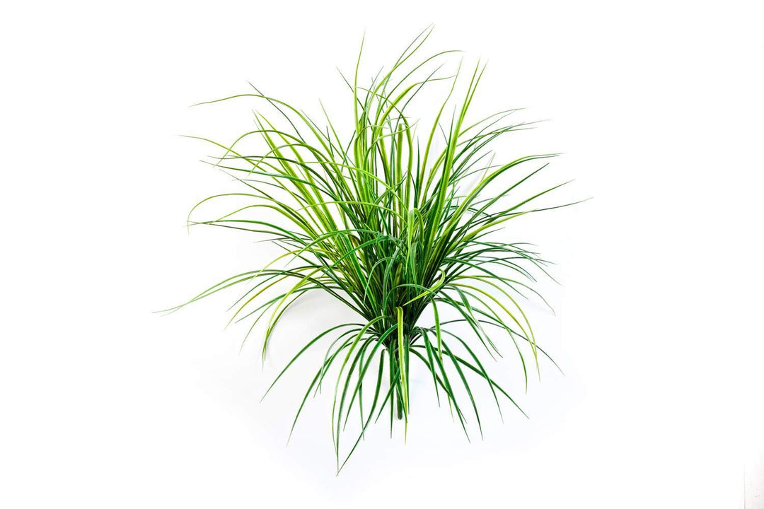 artplants.de Kunst Schilfgras Elias, 158 Halme, grün, auf Steckstab, 75cm - Kunst Gras - Grasbusch k