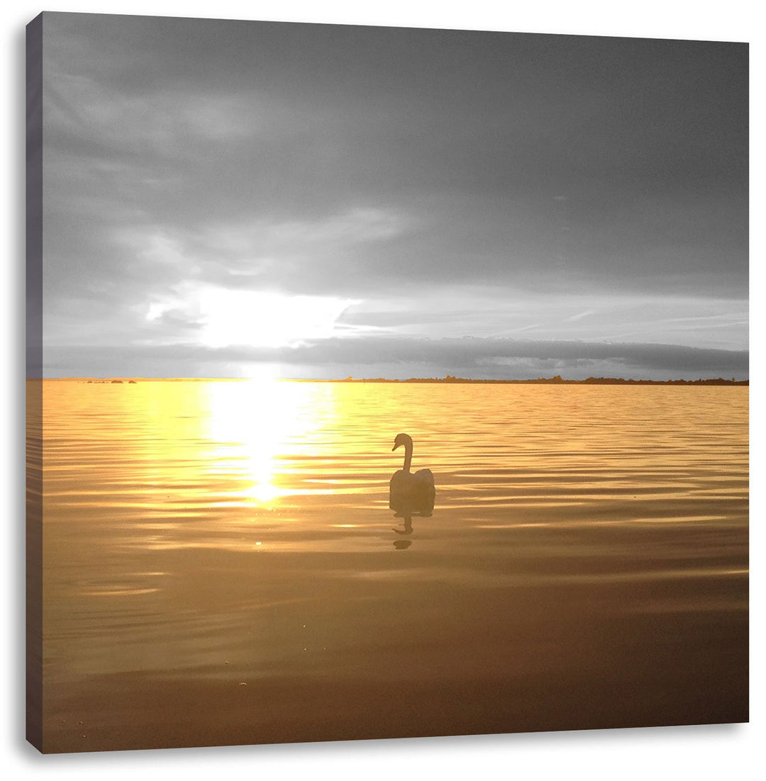 Pixxprint Einsamer Schwan auf See Schwarz/Weiss, Format: 70x70 auf Leinwand, 70x70