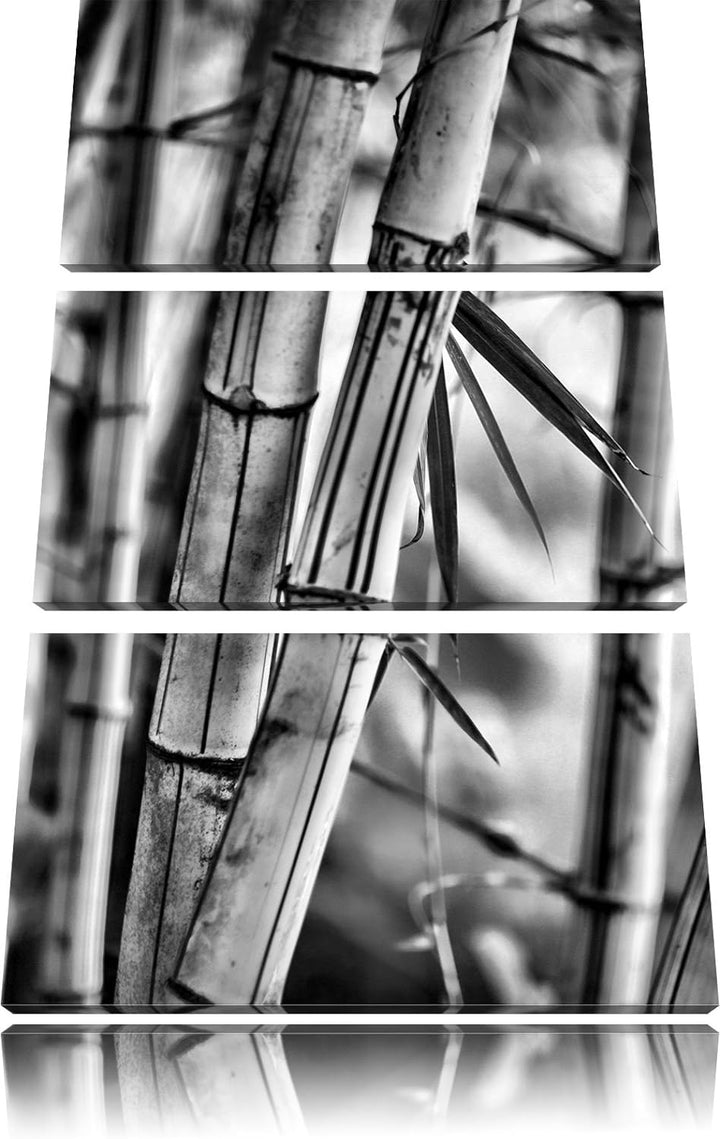 Pixxprint Alter Bambus Wald als Leinwandbild/Grösse: 3 Teilig (120x80) cm/Wandbild/Kunstdruck/fertig