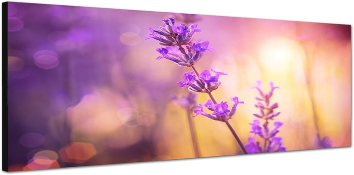 Paul Sinus Art Panoramabild auf Leinwand und Keilrahmen 150x50cm Lavendel Sommer Sonnenlicht