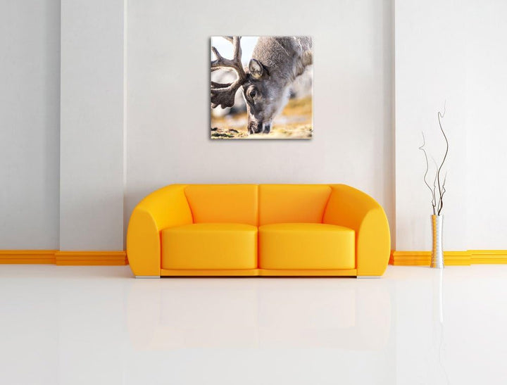 süsses Rentier beim Essen, Format: 70x70 auf Leinwand, XXL riesige Bilder fertig gerahmt mit Keilrah