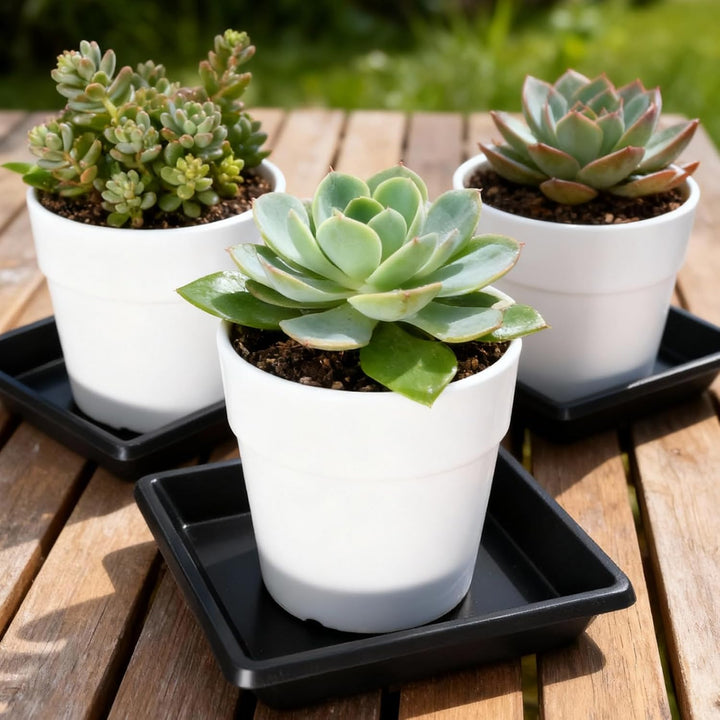 10 Stück Quadratische Pflanzen- Blumentopf-Teller – Keine Löcher, Robuster Kunststoff für Innen-/Aus