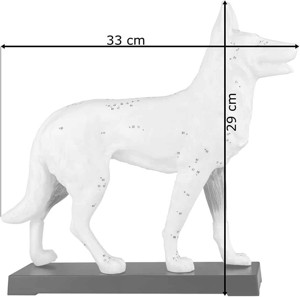 Akupunktur Anatomie TCM Hundekörper Modell Figur Akupunkturmodell Lehrmittel Hund Tier Muskelmodell