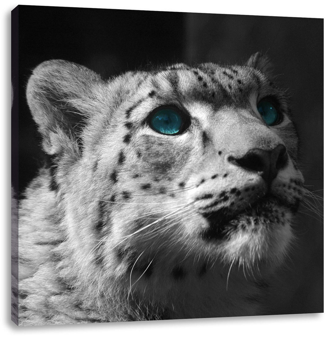 Pixxprint Schneeleopard Augen als Leinwandbild Quadratisch/Grösse: 70x70 / Wandbild/Kunstdruck/ferti