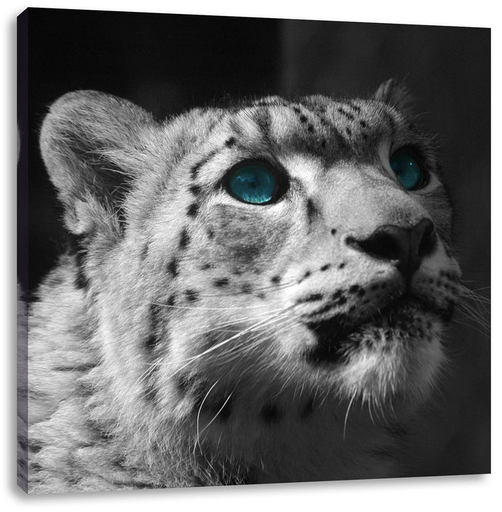 Pixxprint Schneeleopard Augen als Leinwandbild Quadratisch/Grösse: 70x70 / Wandbild/Kunstdruck/ferti
