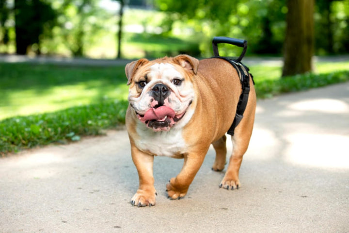 PetSafe CareLift Hüft-Hebegeschirr – Hebehilfe mit Griff und Schultergurt – Optimal zur Mobilisierun