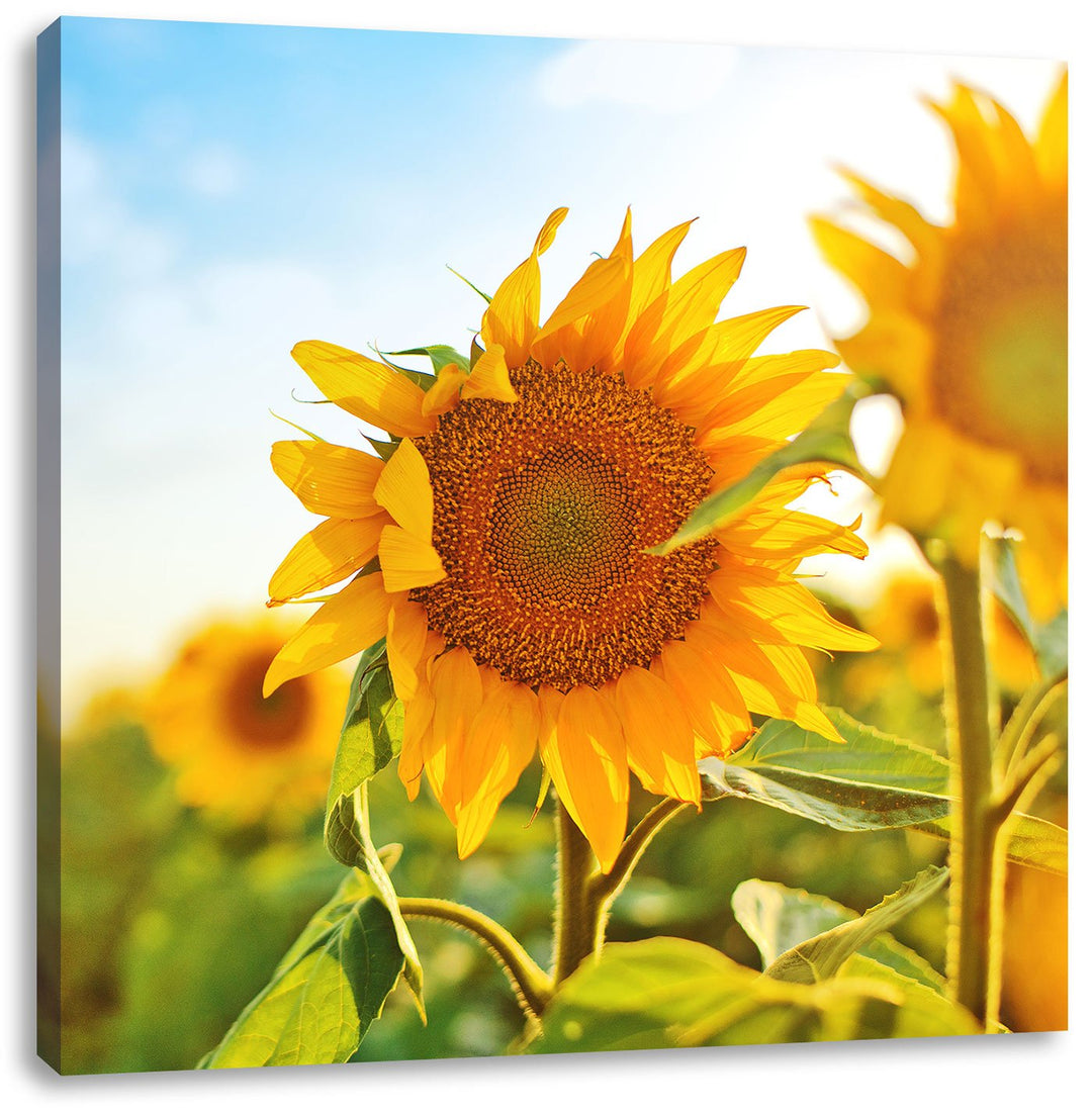 Pixxprint Strahlendes Sonnenblumenfeld, Format: 70x70 auf Leinwand, 70x70