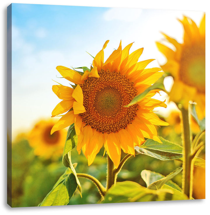 Pixxprint Strahlendes Sonnenblumenfeld, Format: 70x70 auf Leinwand, 70x70