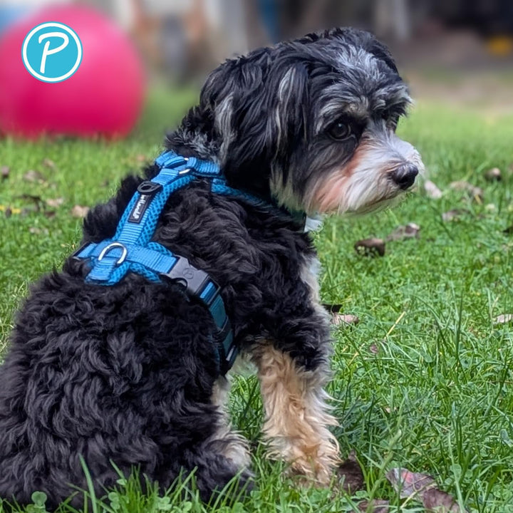 Petlando Hundegeschirr gepolstert, Mesh Y-Comfort, weich, stufenlos verstellbar, besonders leicht &amp;