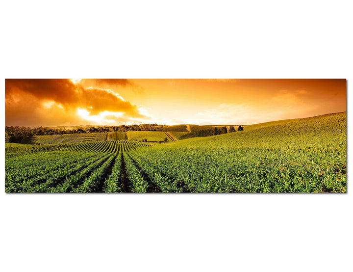 Paul Sinus Art Panoramabild auf Leinwand und Keilrahmen 120x40cm Weinberg Sonnenuntergang Landschaft