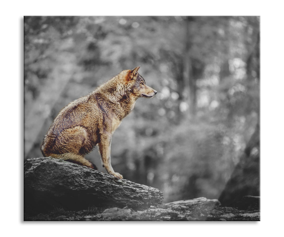 Wolf sitzt auf einem Stein im Herbstwald B&W Detail Herdabdeckplatte & Spritzschutz aus Echtglas | F