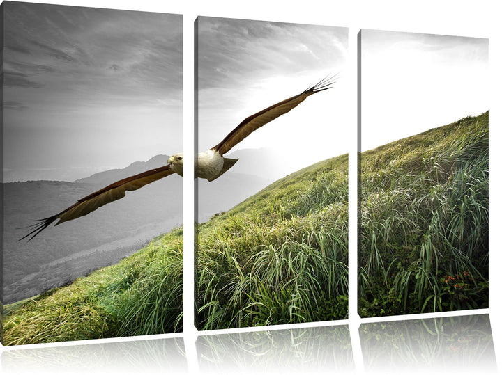 Pixxprint Majestätischer Weisskopfseeadler Schwarz/Weiss 3-Teiler Leinwandbild 120x80 Bild auf Leinw