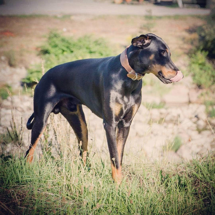 Bestia™ "Classic Echtleder Hundehalsband. 100% Leder. Weich gepolstert. TOP Qualität! XL- Halsumfang