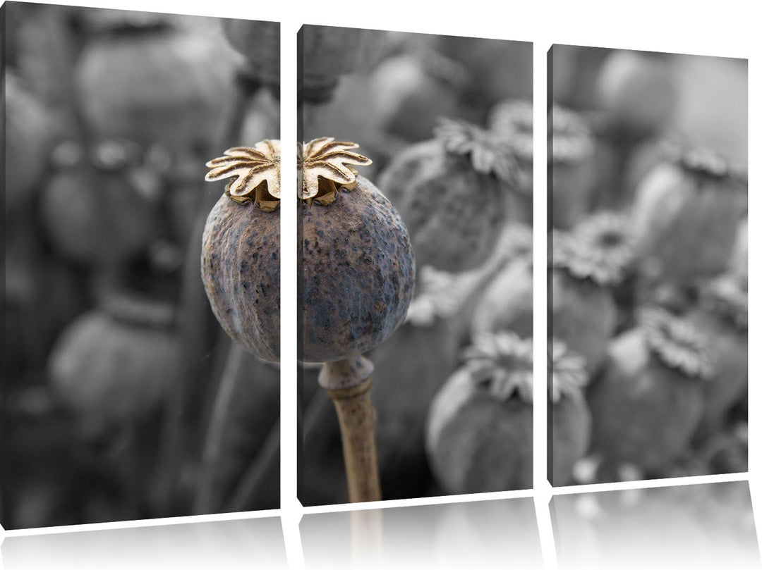 Pixxprint Mohnkapsel der Mohnblume B&W Detail 3-Teiler Leinwandbild 120x80 Bild auf Leinwand