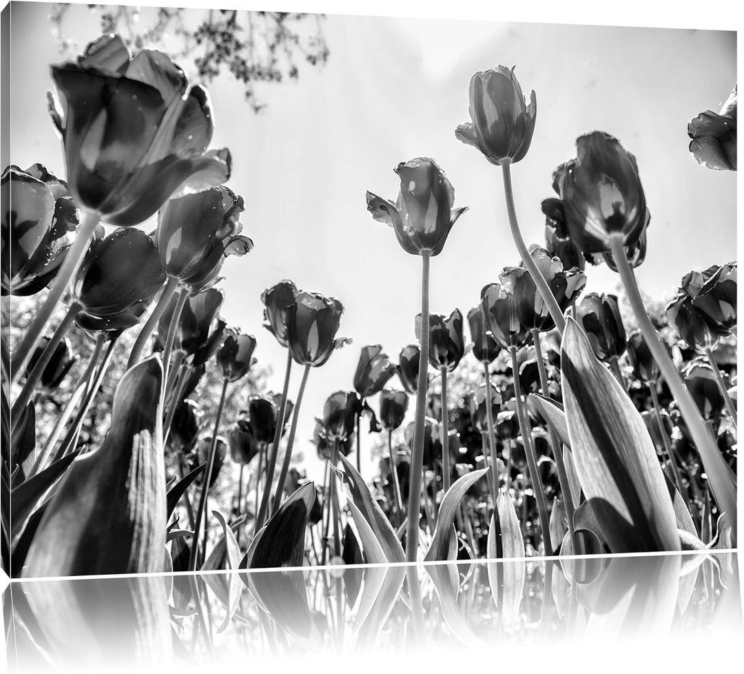 Monocrome, Rosenfeld, Format: 100x70 auf Leinwand, XXL riesige Bilder fertig gerahmt mit Keilrahmen,