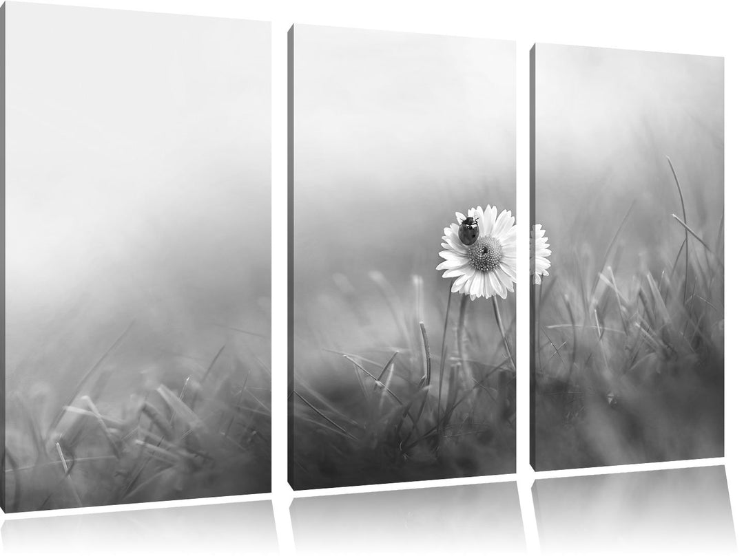 Pixxprint Gänseblümchen Marienkäfer als Leinwandbild/Grösse: 3 Teilig (120x80) / Wandbild/Kunstdruck