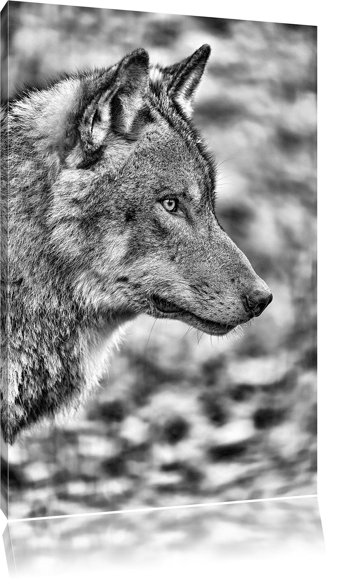 Monocrome, anmutiger Wolf, Format: 100x70 auf Leinwand, XXL riesige Bilder fertig gerahmt mit Keilra