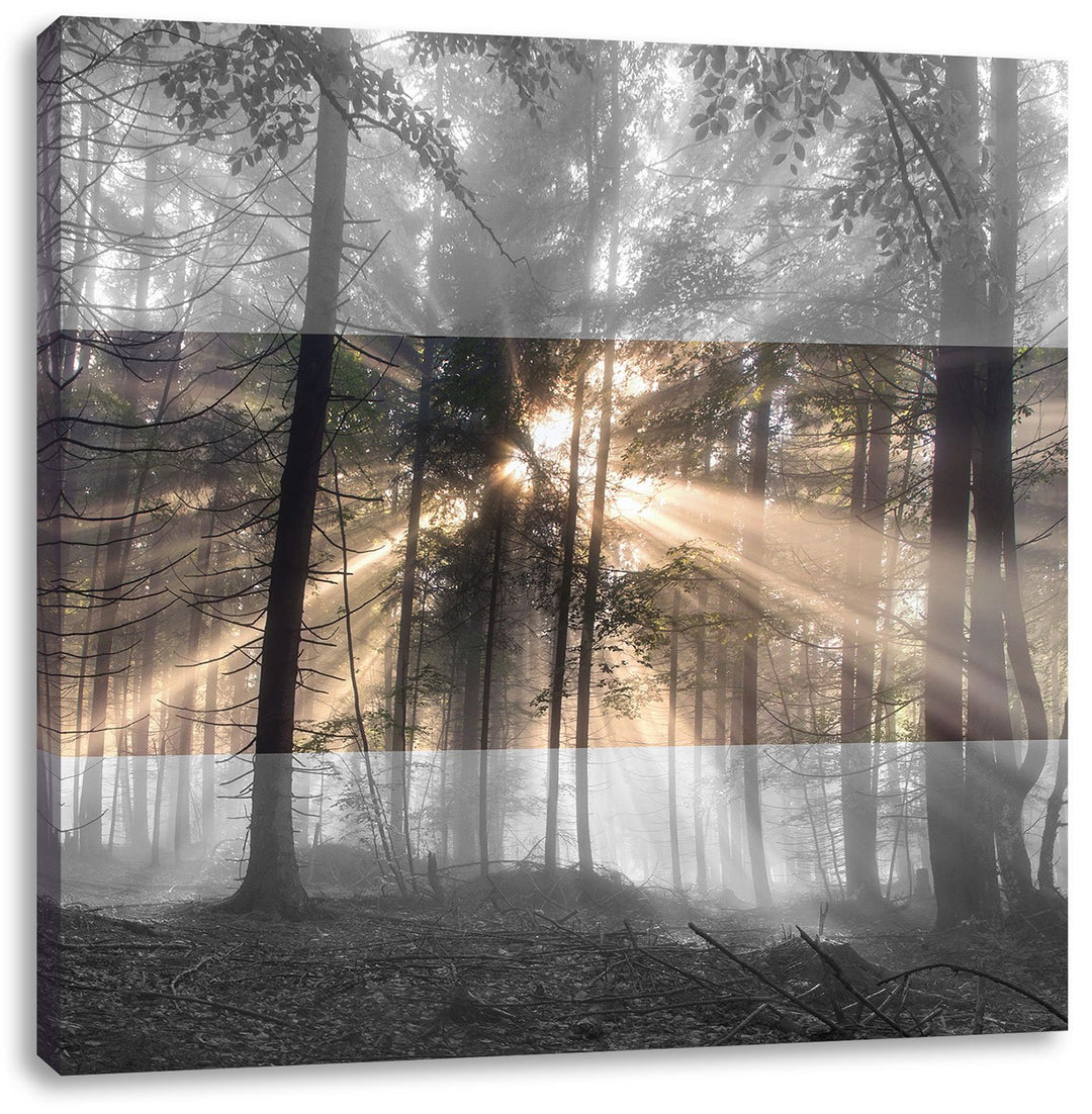 Pixxprint Herbstwald im Nebel schwarz/weiss, Format: 70x70 auf Leinwand, 70x70