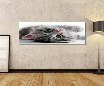 islandburner Bild Bilder auf Leinwand Kätzchen Katze mit grünen Augen Panorama XXL Poster Leinwandbi