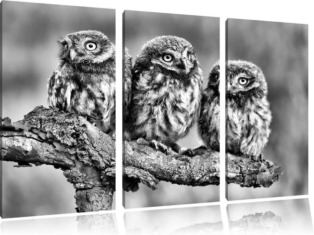 Pixxprint DREI Eulen auf AST als Leinwandbild/Grösse: 3 Teilig (120x80) cm/Wandbild/Kunstdruck/ferti