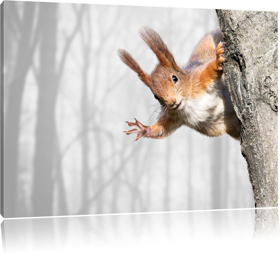 Pixxprint Neugierig rotes Eichhörnchen / 100x70cm Leinwandbild bespannt auf Holzrahmen/Wandbild Kuns