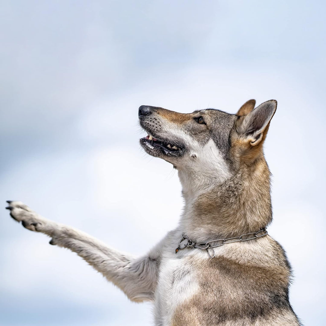 Sprenger Kettenhalsband für Hunde aus Edelstahl mit Haken und Zugbegrenzung I Hundehalsband m mit ex