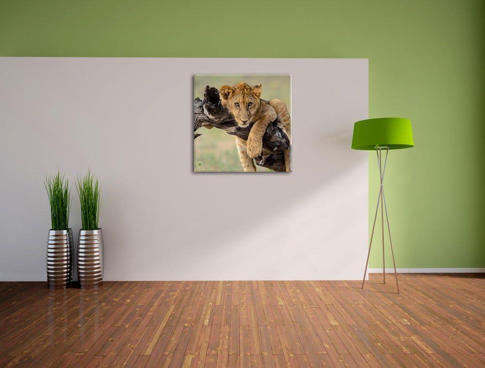 Junger Löwe in der Natur, Format: 70x70 auf Leinwand, XXL riesige Bilder fertig gerahmt mit Keilrahm