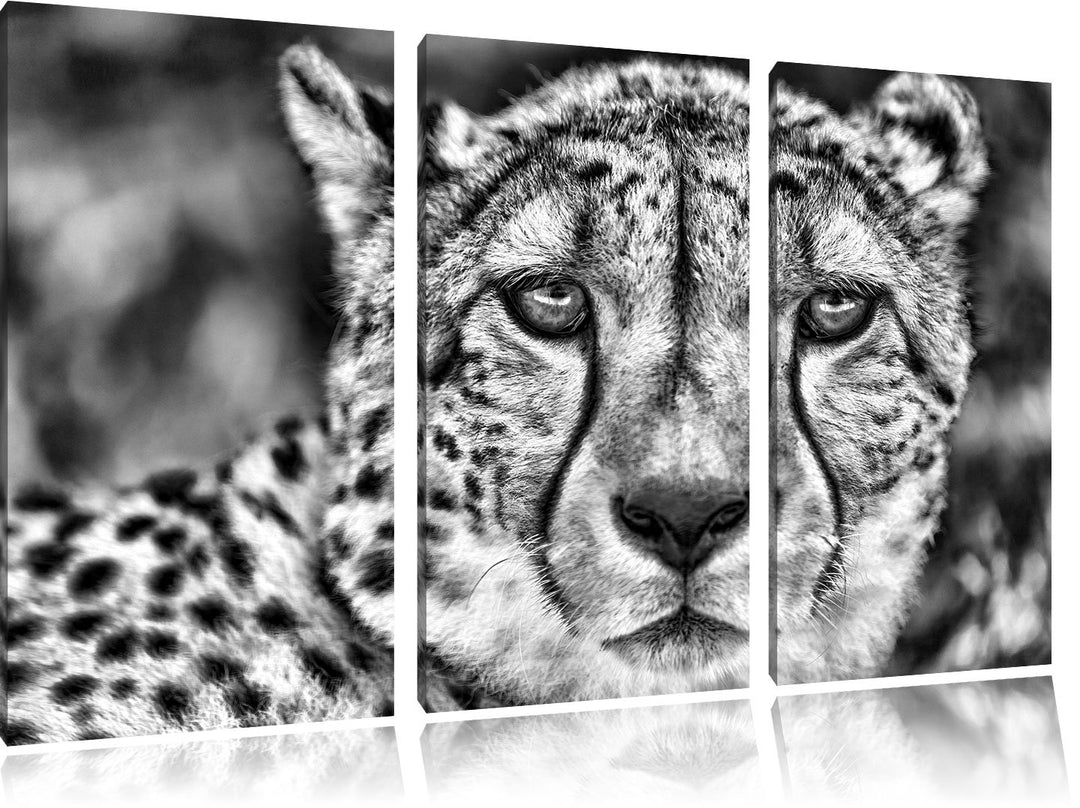 Pixxprint Monocrome, ruhender Gepard 3-Teiler Leinwandbild 120x80 Bild auf Leinwand