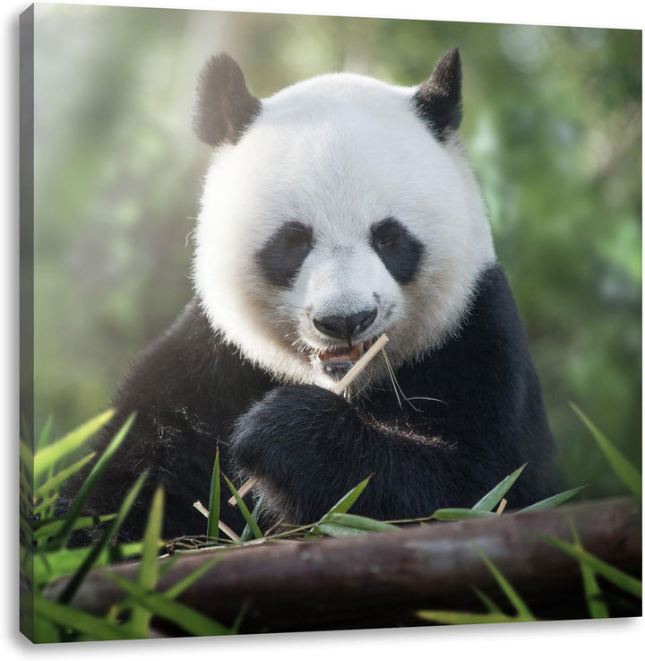 Pixxprint Niedlicher Panda isst Bambus als Leinwandbild | Grösse: 70x70 cm | Wandbild | Kunstdruck |