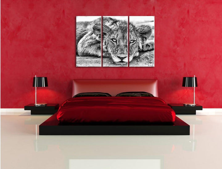 Pixxprint wachsamer junger Löwe als Leinwandbild/Grösse: 3 Teilig (120x80) cm/Wandbild/Kunstdruck/fe