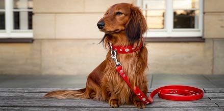 MICHUR Gala Leine, Hundeleine Leder, Lederleine Hund, PASSEND ZUM Halsband Gala, Schwarz, Leder, mit