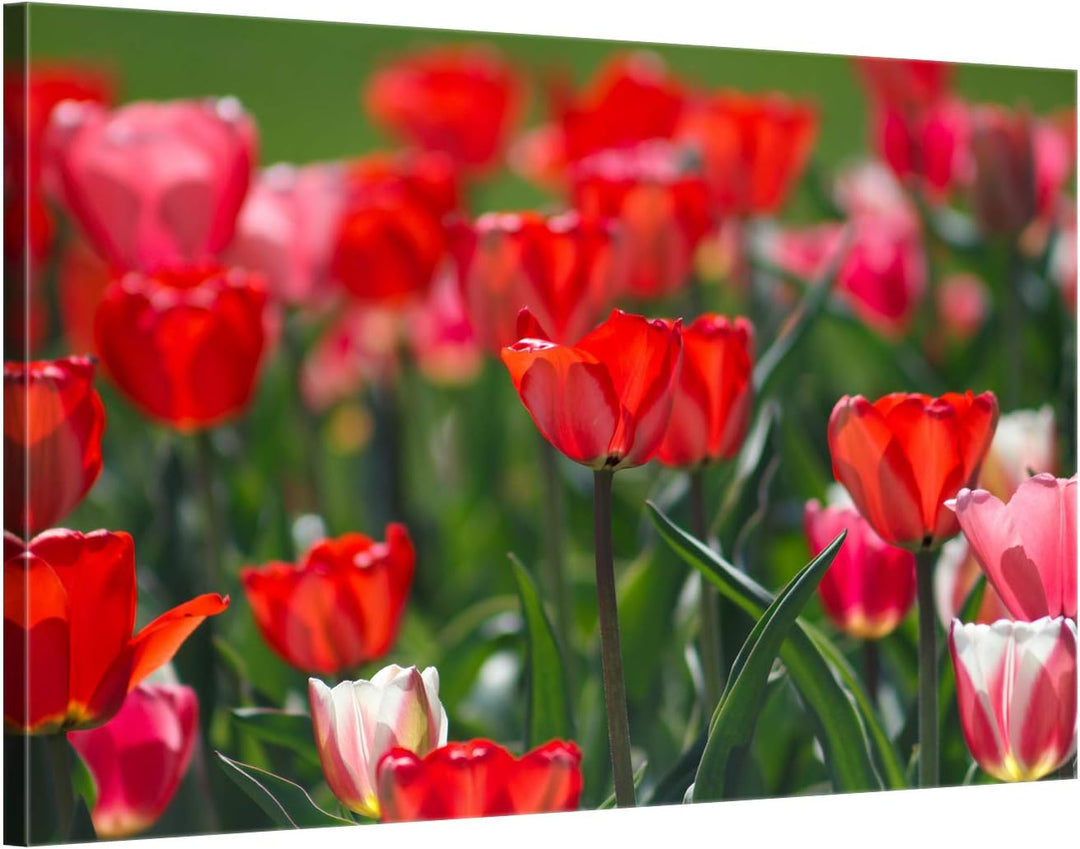 ge Bildet Bild auf Leinwand | Tulpen in 70x50 cm als Wandbild | Wand-deko Dekoration Wohnung modern