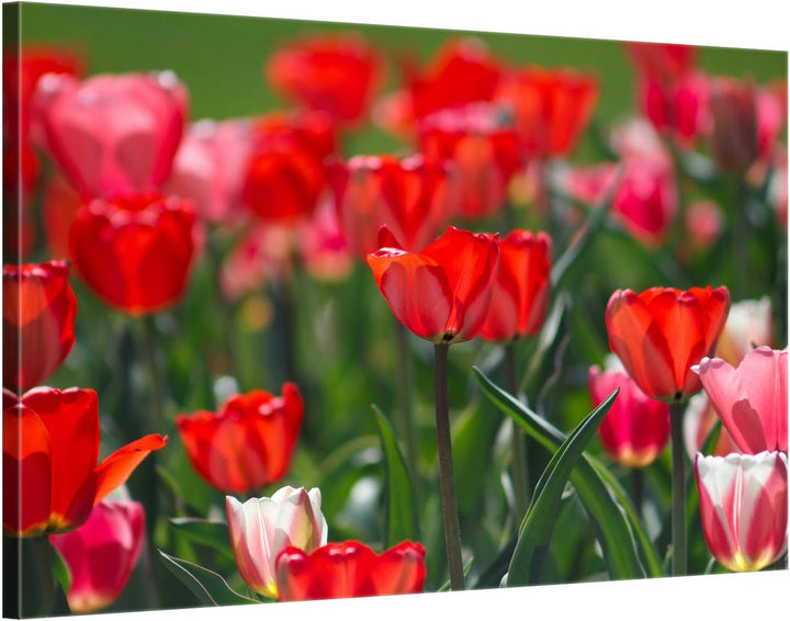 ge Bildet Bild auf Leinwand | Tulpen in 70x50 cm als Wandbild | Wand-deko Dekoration Wohnung modern